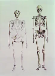 Skelette von Australopithecus Boisei und Homo Sapiens