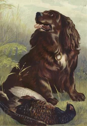 Spaniel und Fasan