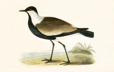 Spornkiebitz, Illustration aus 