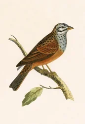Gestreifter Ammer, Illustration aus 