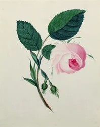 Studie einer rosa Rose, ca. 1820