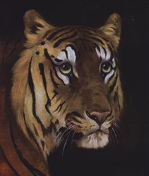 Studie eines Tigerkopfes