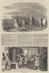 Zuckeranbau in Westindien (Gravur)