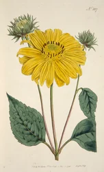 Sonnenblume, veröffentlicht 1796, handkolorierte Gravur