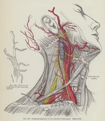 Chirurgische Anatomie der Arterien des Halses, rechte Seite