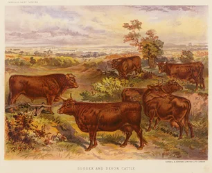 Sussex und Devon Rinder