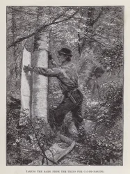 Rinde von den Bäumen für den Kanubau entfernen (Gravur)