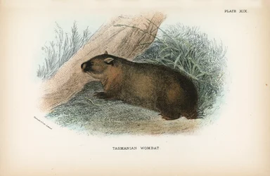 Tasmanischer Wombat