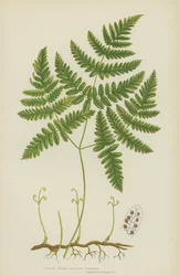 Zarter Dreizweigiger Polypody