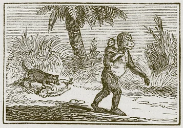 Der Affe und ihre zwei Jungen