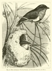 Der australische Blütenpicker und Nest