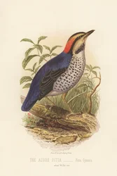 Der Azurblaue Pittavogel, Pitta Cyanea