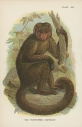 Der Hauben-Kapuziner