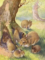 Das Waldheim der Kaninchen