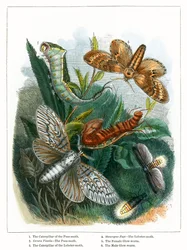 Das Schmetterlingsvivarium (farbige Gravur)