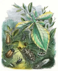 Das Schmetterlingsvivarium