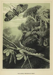 Die Kerzenträger bei Nacht