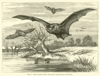 Die Fledermaus, Vespertilio pipistrellus, im Flug