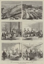 Der Anbau und die Herstellung von Tee