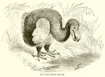 Der Dodo (Didus Ineptus)