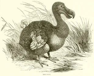 Der Dodo