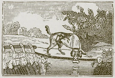 Der Hund und der Schatten