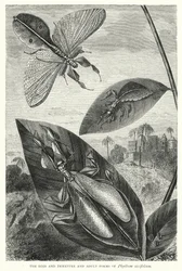 Die Eier und unreifen und erwachsenen Formen von Phyllium siccifolium