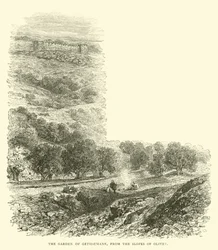 Der Garten Gethsemane, von den Hängen des Ölbergs aus