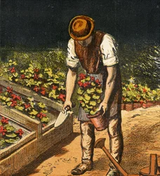 Der Gärtner