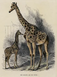 Die Giraffe und ihr Junges