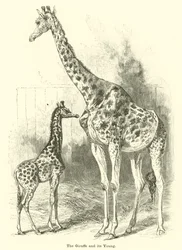Die Giraffe und ihr Junges