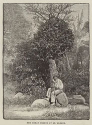 Die große Orchidee in St. Albans (Gravur)