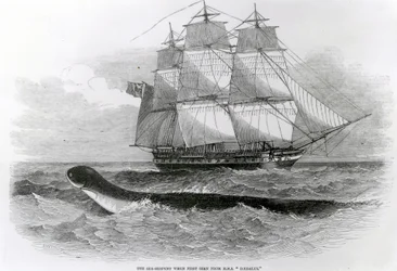 Die große Seeschlange, als sie zum ersten Mal von der H.M.S. Daedalus gesehen wurde