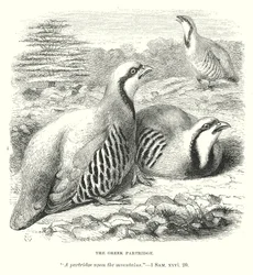 Das griechische Rebhuhn (Gravur)