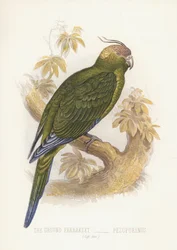 Der Bodenpapagei, Pezoporinus