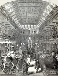 Das Hunterian Museum am Royal College of Surgeons, aus 