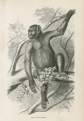 Der Kooloo-Kamba
