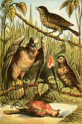 Der Hänfling, die Taube und das Rotkehlchen