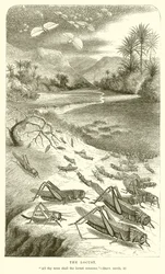 Die Heuschrecke