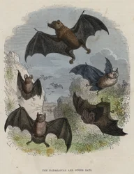 Die Madagaskar- und andere Fledermäuse