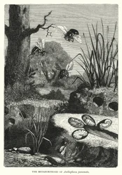 Die Metamorphosen von Anthophora personata