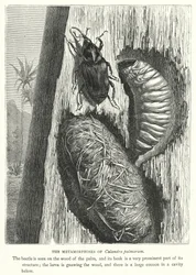 Die Metamorphosen von Calandra palmarum