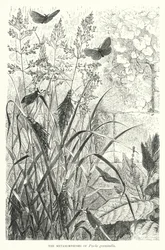 Die Metamorphosen von Psyche graminella