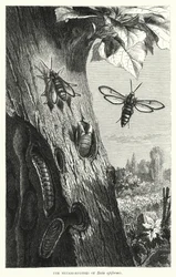 Die Metamorphosen von Sesia apiformis