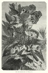 Die Metamorphosen von Vanessa Io