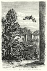 Die Metamorphosen von Zygaena filipendulae, "Der Sechsfleck-Widderchen" (Stich)