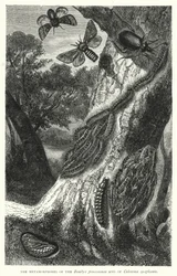 Die Metamorphosen des Bombyx processionea und des Calosoma sycophanta