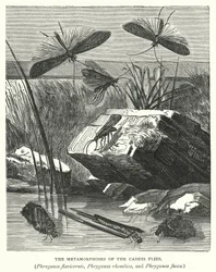 Die Metamorphosen der Köcherfliegen, Phryganea flavicornis, Phryganea rhombica und Phryganea fusca
