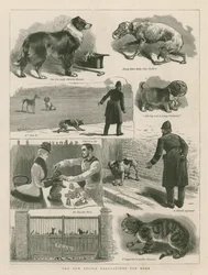 Die neuen Polizeivorschriften für Hunde