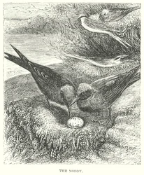 Der Dummkopf (Gravur)